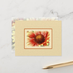Sun Drenched Yellow Orange Gaillardia Flower Postcard