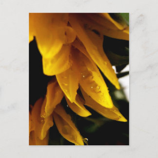 Sun Drops Postcard