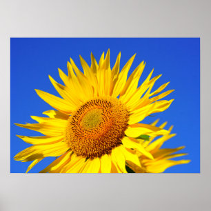 Sun-flower Poster