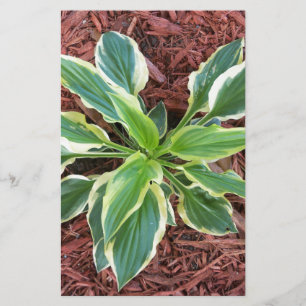 Sun Hosta