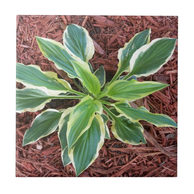 Sun Hosta Ceramic Tile (Front)