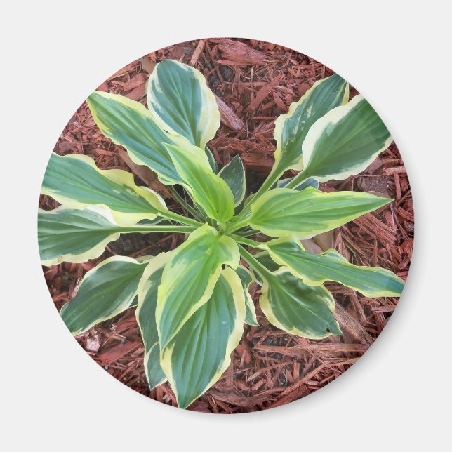 Sun Hosta Magnet (Front)