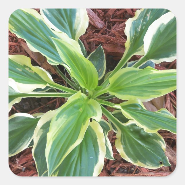 Sun Hosta Square Sticker (Front)