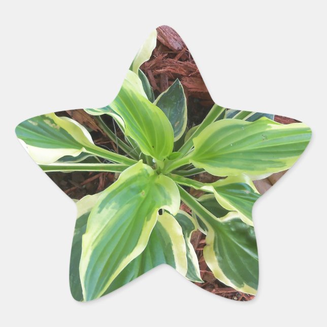 Sun Hosta Star Sticker (Front)