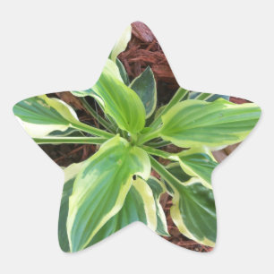 Sun Hosta Star Sticker