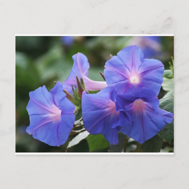 Sun Illuminated Blue and Lavender Morning Glories Postcard (Front)
