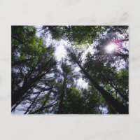 Sun in trees at Roan Mountain