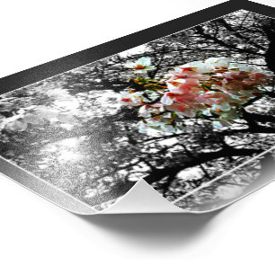 Sun Kissed Cherry Blossoms Photo Print