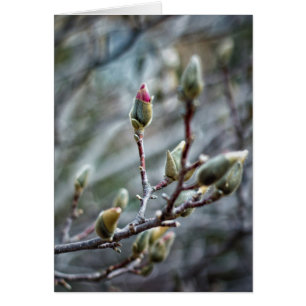 Sun-Kissed Magnolia Buds Blank Card
