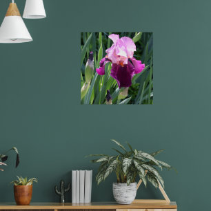 Sun-kissed Pink Iris Flower Poster