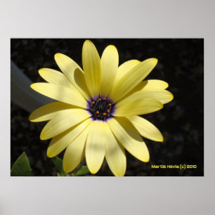 Sun on a Yellow Daisy Poster