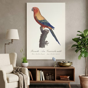 Sun Parakeet Male, Aratinga Solstitialis Canvas Print