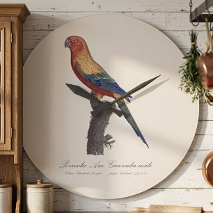 Sun Parakeet Male, Aratinga Solstitialis Large Clock