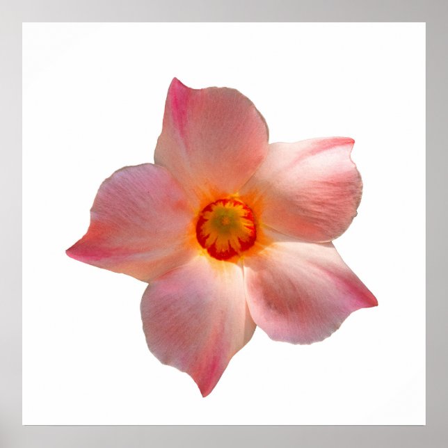 Sun Parasol Mandevilla Poster (Front)