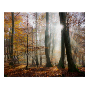 Sun Rays Mystic Misty Forest, Photo Poster