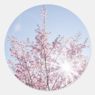 sun rays pass through pink flowers of a wow tree classic round sticker