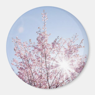 sun rays pass through pink flowers of a wow tree magnet