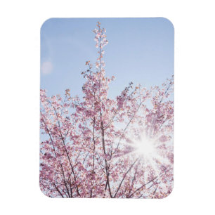 sun rays pass through pink flowers of a wow tree magnet