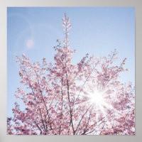 sun rays pass through pink flowers of a wow tree