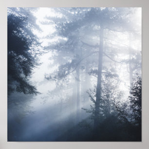 Sun rays shinning through foggy forest poster