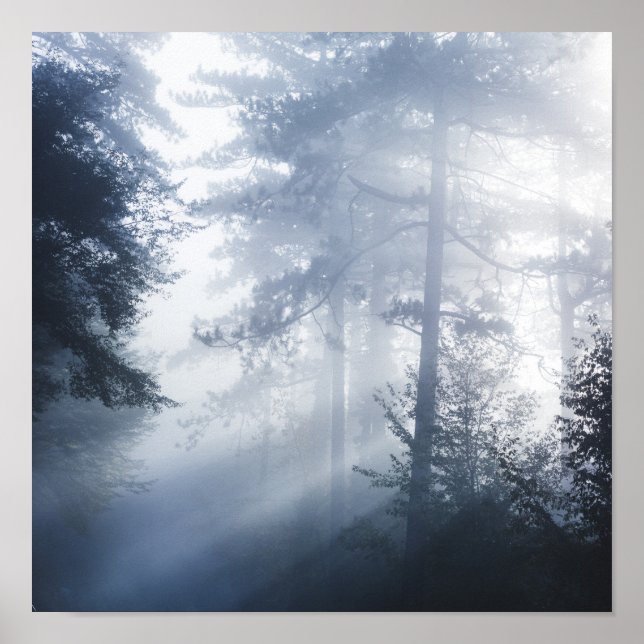 Sun rays shinning through foggy forest poster (Front)