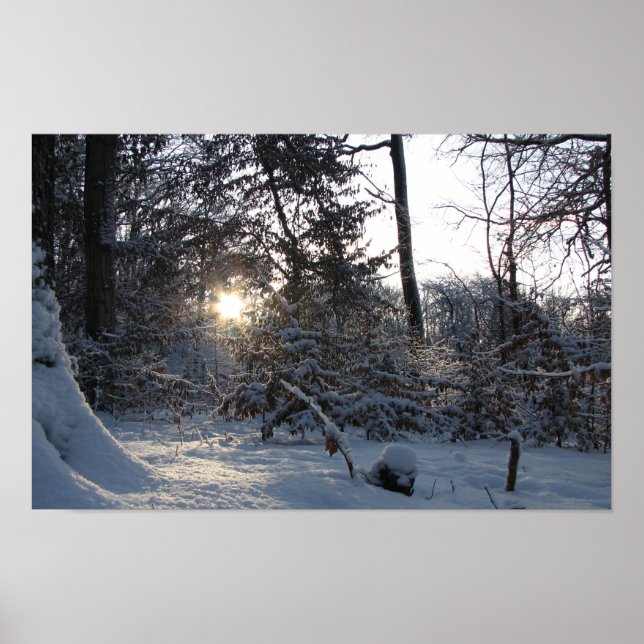 Sun reflection through the trees poster (Front)