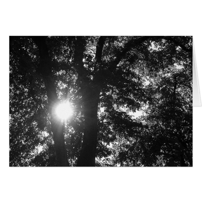 Sun Shining Through Trees B&W (Front Horizontal)