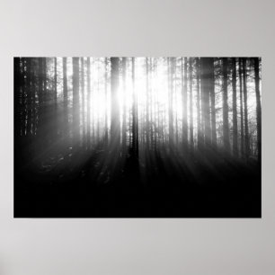 Sun Shining Through Trees in the Forest Poster