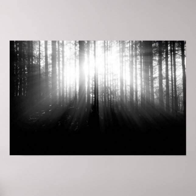 Sun Shining Through Trees in the Forest Poster (Front)