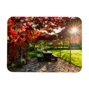 Sun through autumn leaves, Croatia Magnet