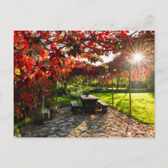 Sun through autumn leaves, Croatia Postcard (Front)
