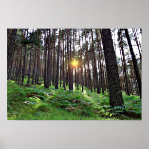Sun through the forest poster