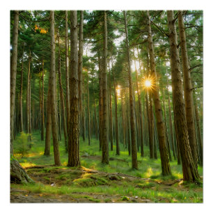 Sun through the trees poster