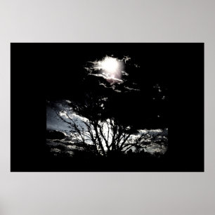 Sun thru Trees B&W Poster