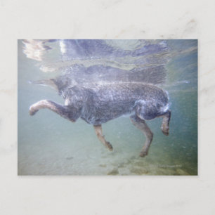 Sun Valley, Idaho, USA. Postcard