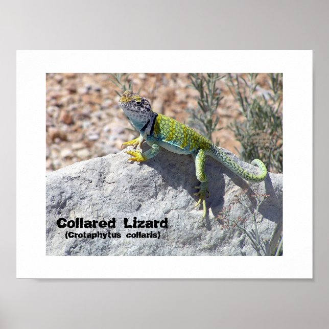 Sun Worshipping Colourful Collared Lizard Photo Poster (Front)