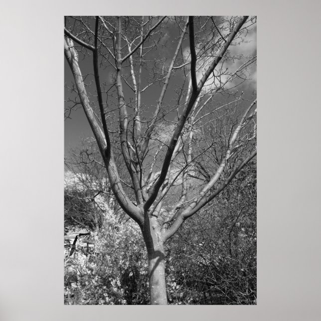 Sun Worshipping Tree Poster (Front)