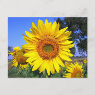 Sun-Yellow Sunflower Postcard
