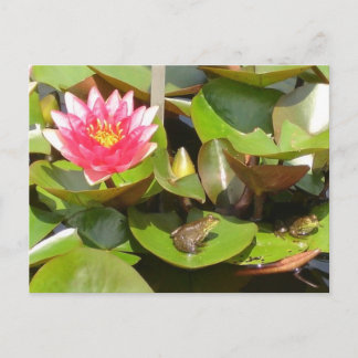 Sunbathing Frogs Postcard