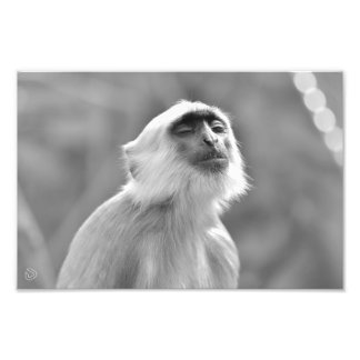 Sunbathing Grey Langur Monkey - Photo Print