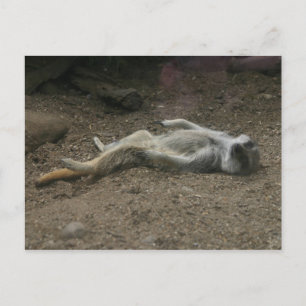 Sunbathing Meerkat Postcard