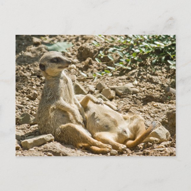 Sunbathing Meerkats Postcard (Front)