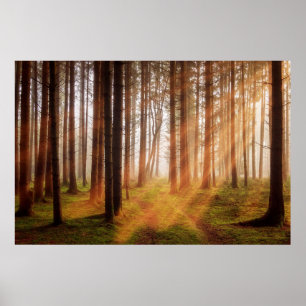 Sunbeam forest poster
