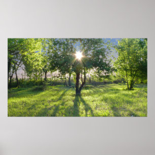 Sunbeam Poster