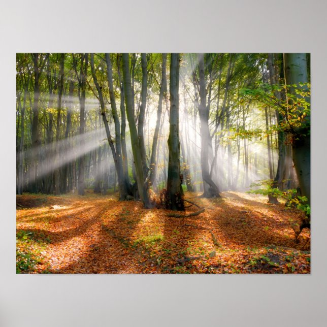 Sunbeams in a misty beech tree forest in autumn - poster (Front)
