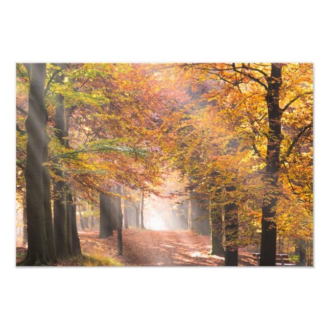 Sunbeams in an autumn forest photo print (Front)