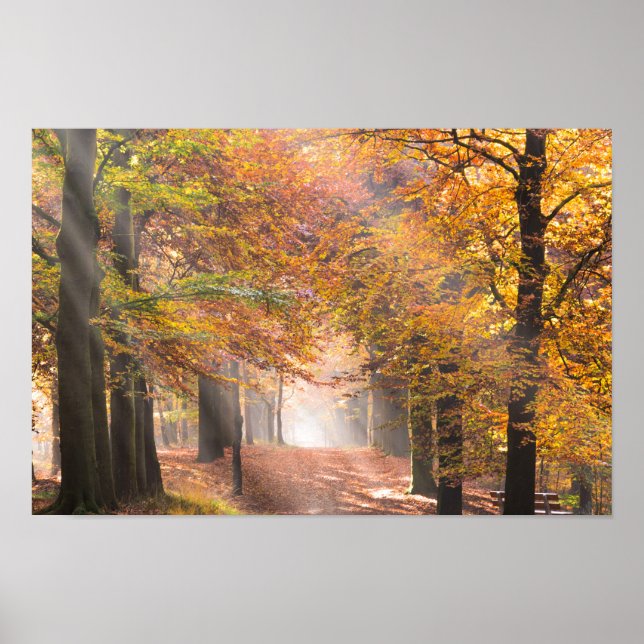 Sunbeams in an autumn forest poster (Front)