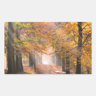 Sunbeams in an autumn forest rectangular sticker
