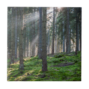 Sunbeams in the Black Forest Ceramic Tile