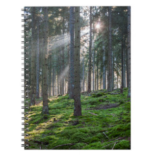 Sunbeams in the Black Forest Notebook